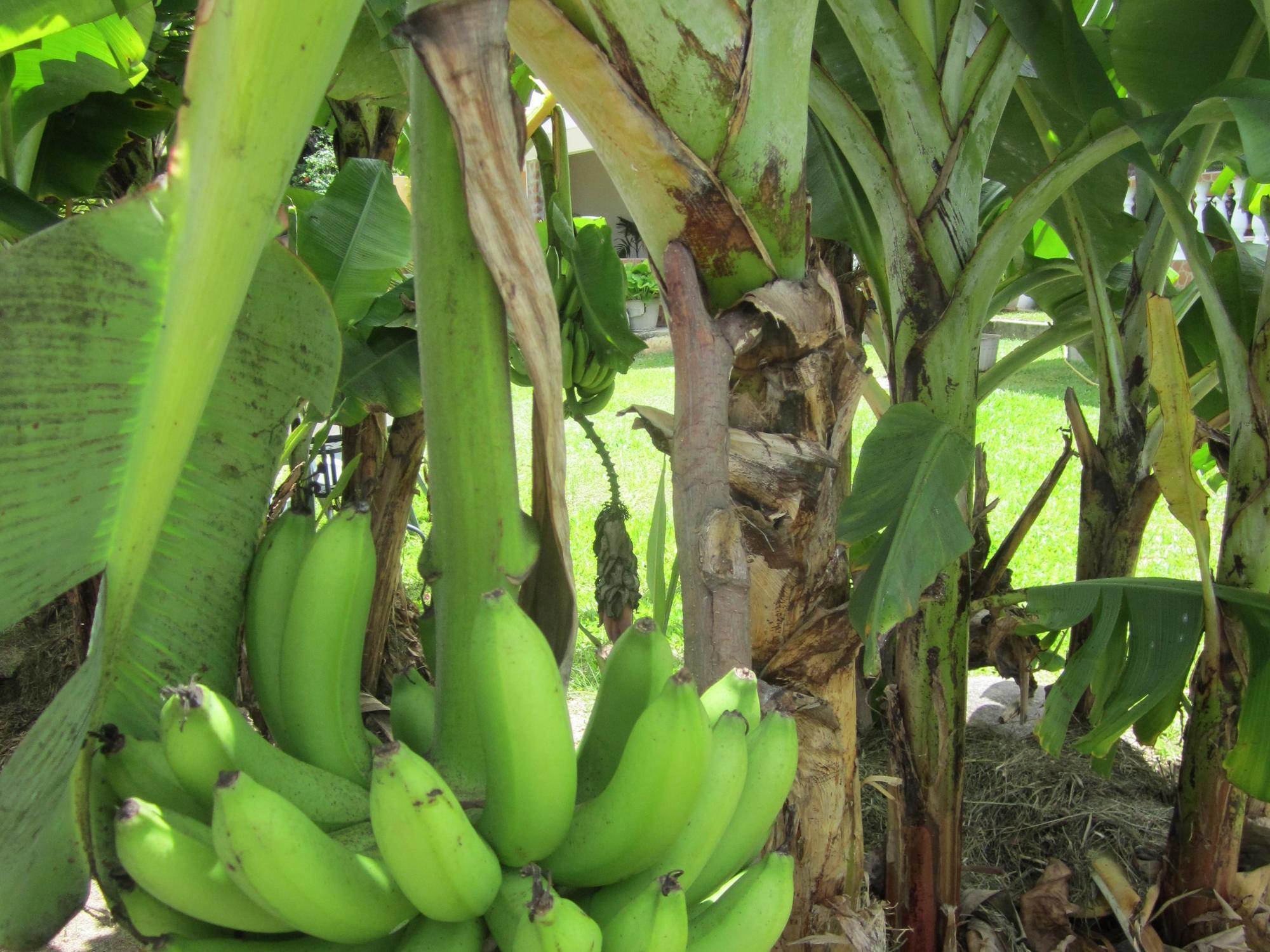 Villa Kass Baie Sainte Anne エクステリア 写真